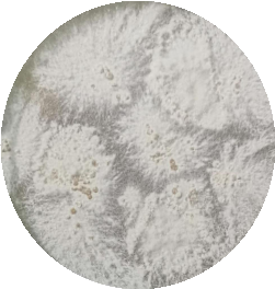 White sac rake tooth fungus-BNCC