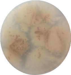 White sac rake tooth fungus-BNCC