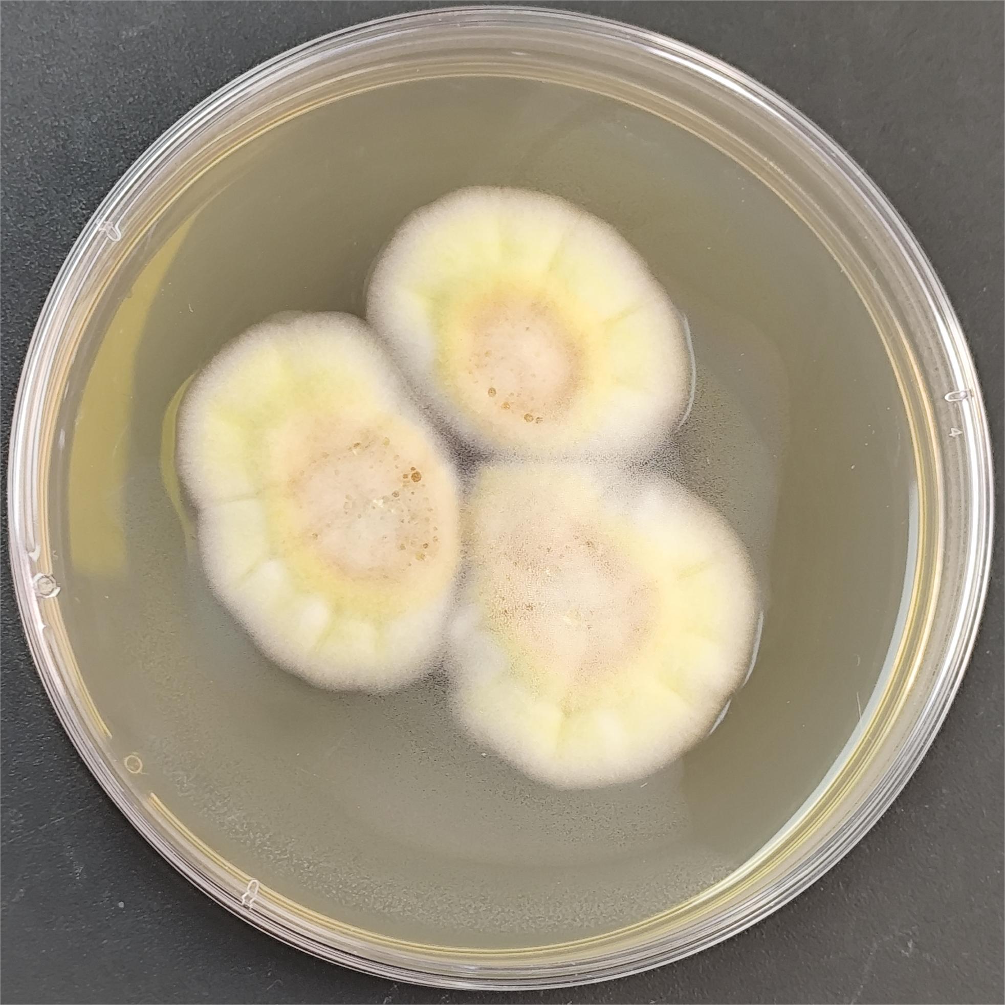 Penicillium hydrophila-BNCC