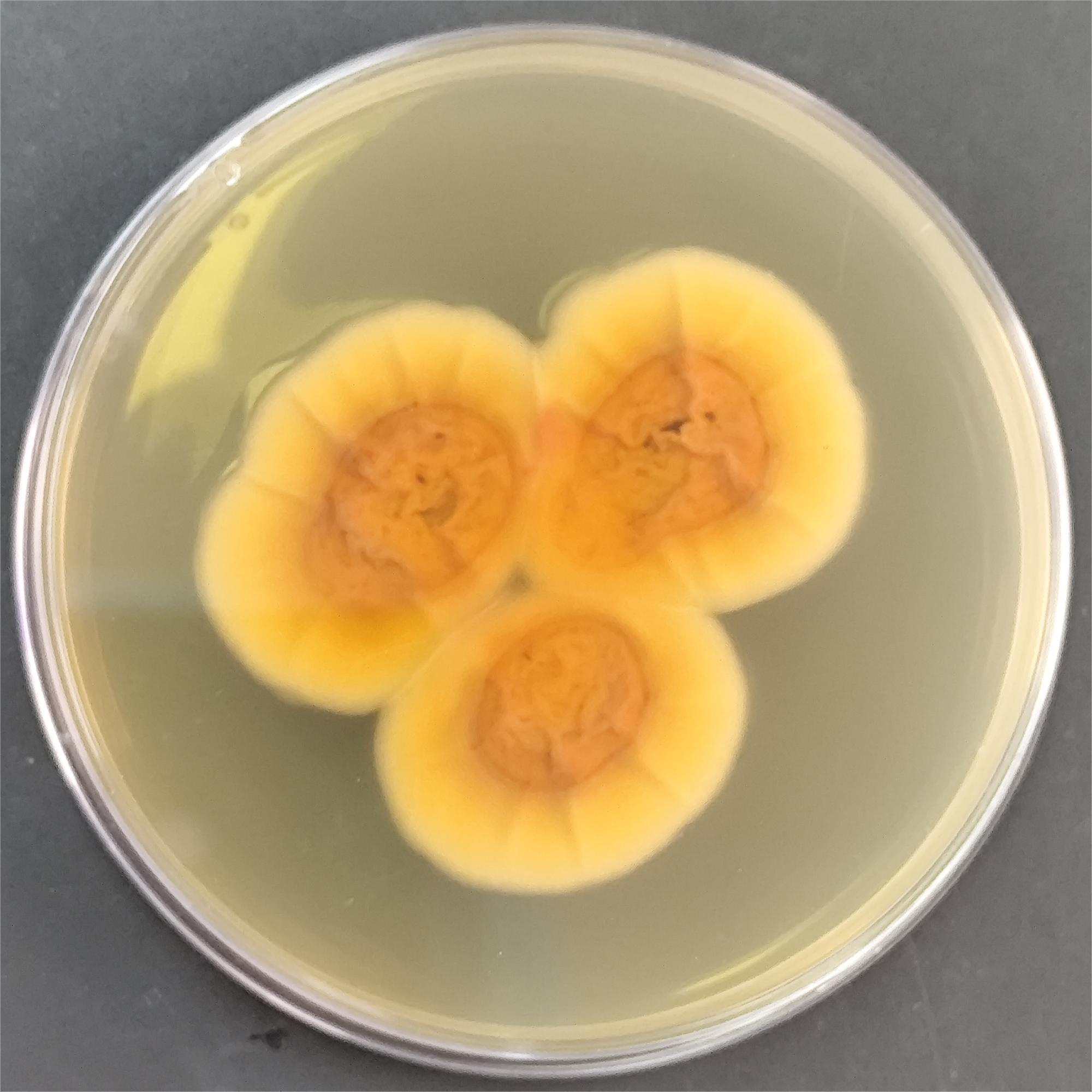 Penicillium hydrophila-BNCC