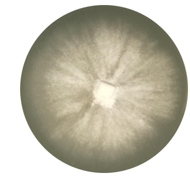 Winter porous bacteria-BNCC