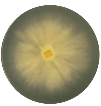 Winter porous bacteria-BNCC