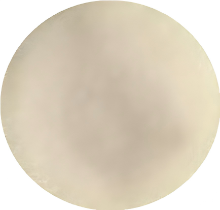 Long beaked shell-BNCC