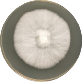 White-Yellow Small Pore Fungus-BNCC
