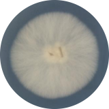 White-Yellow Small Pore Fungus-BNCC