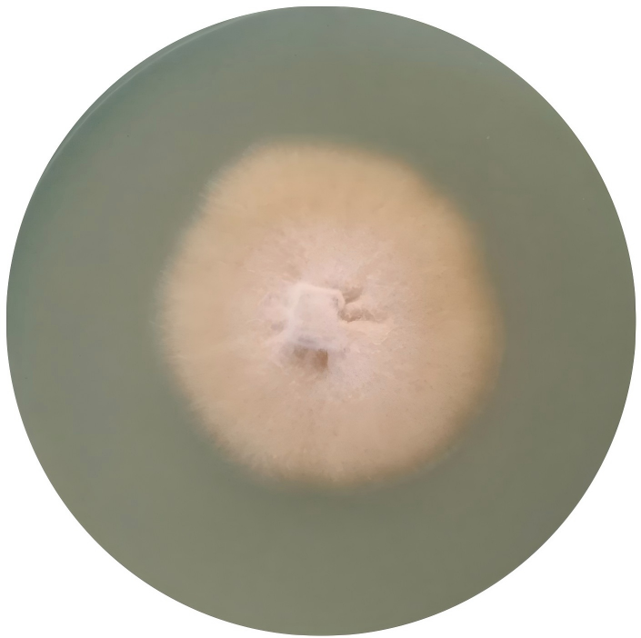 Point fungi-BNCC