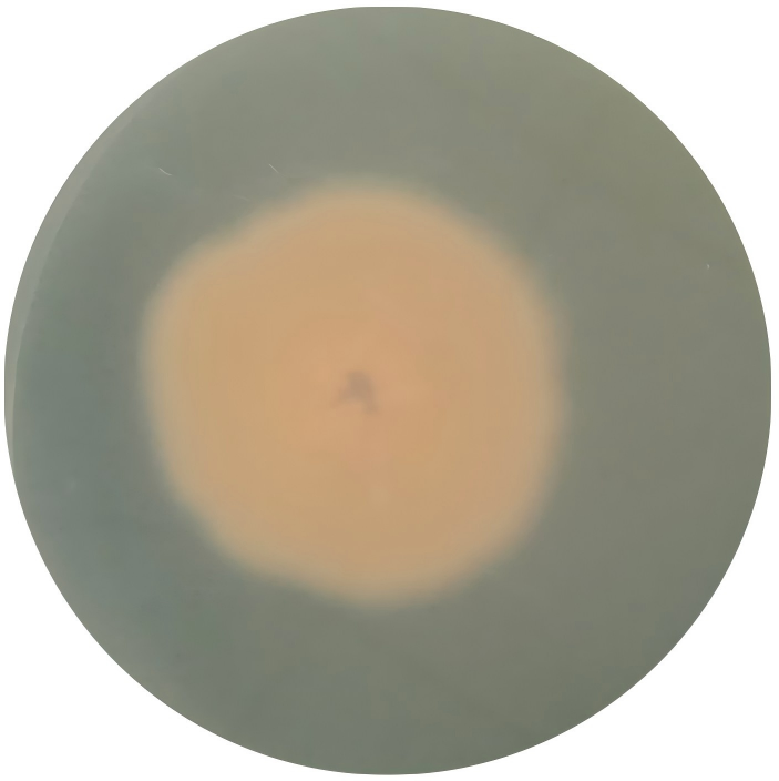Point fungi-BNCC