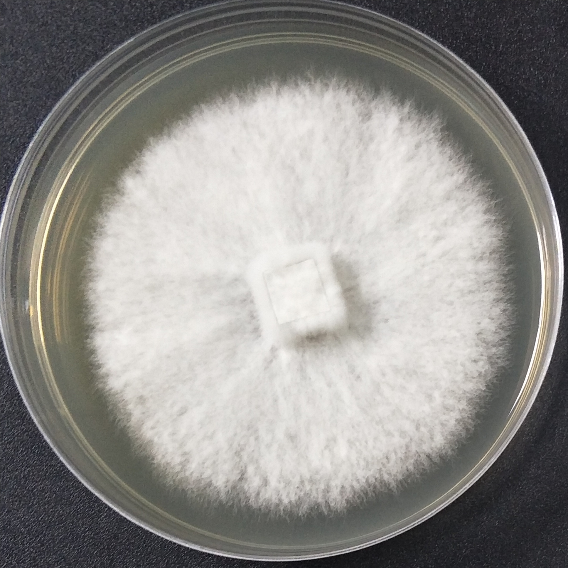 White-stained tooth fungus-BNCC