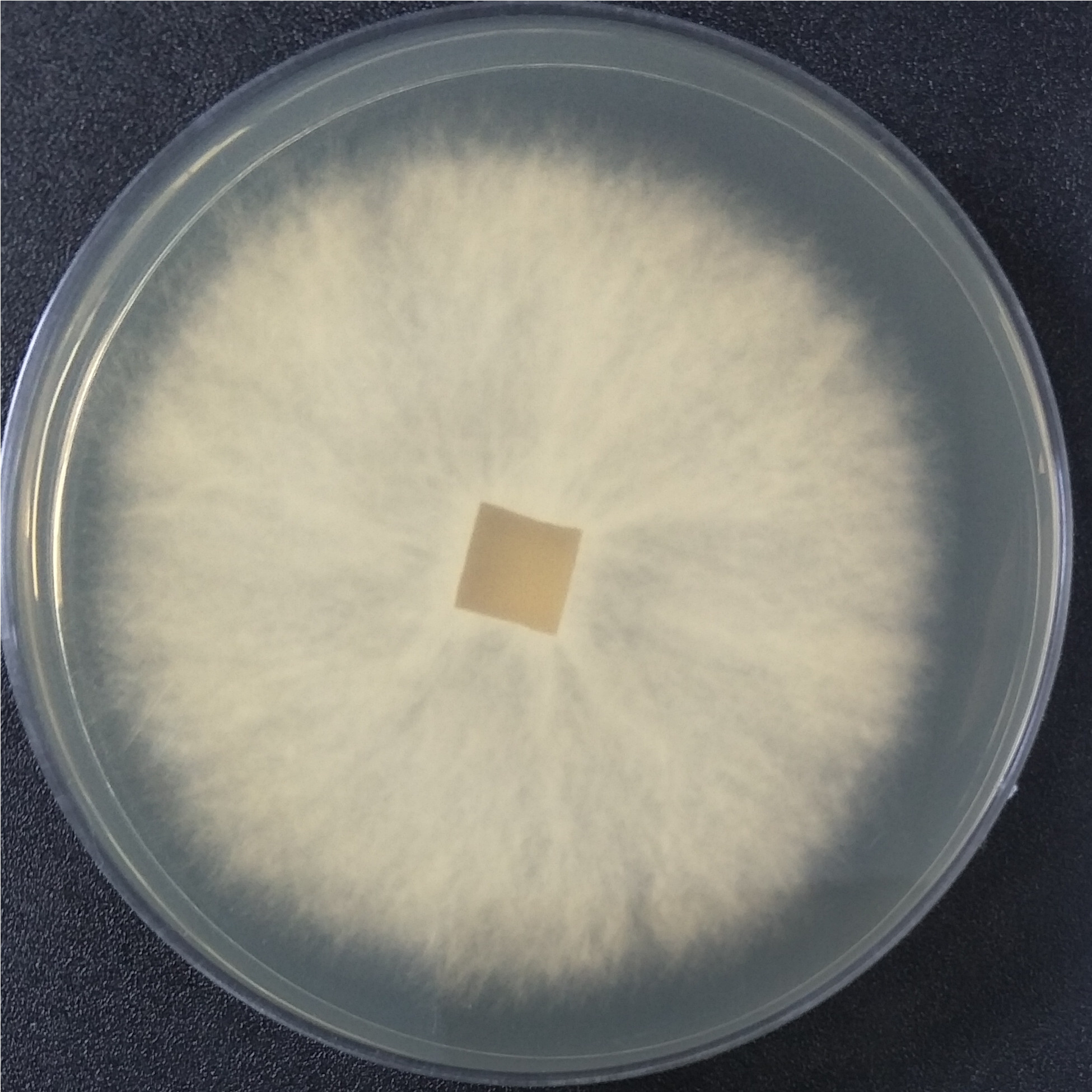 White-stained tooth fungus-BNCC