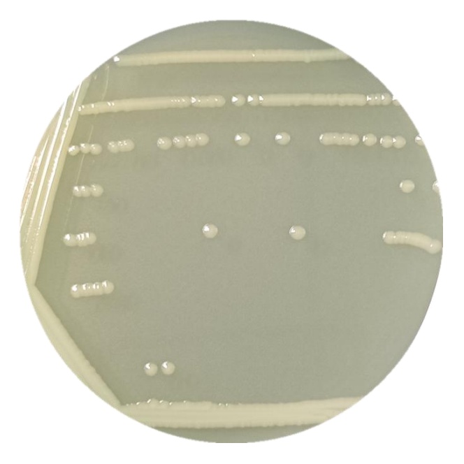 Escherichia coli-BNCC