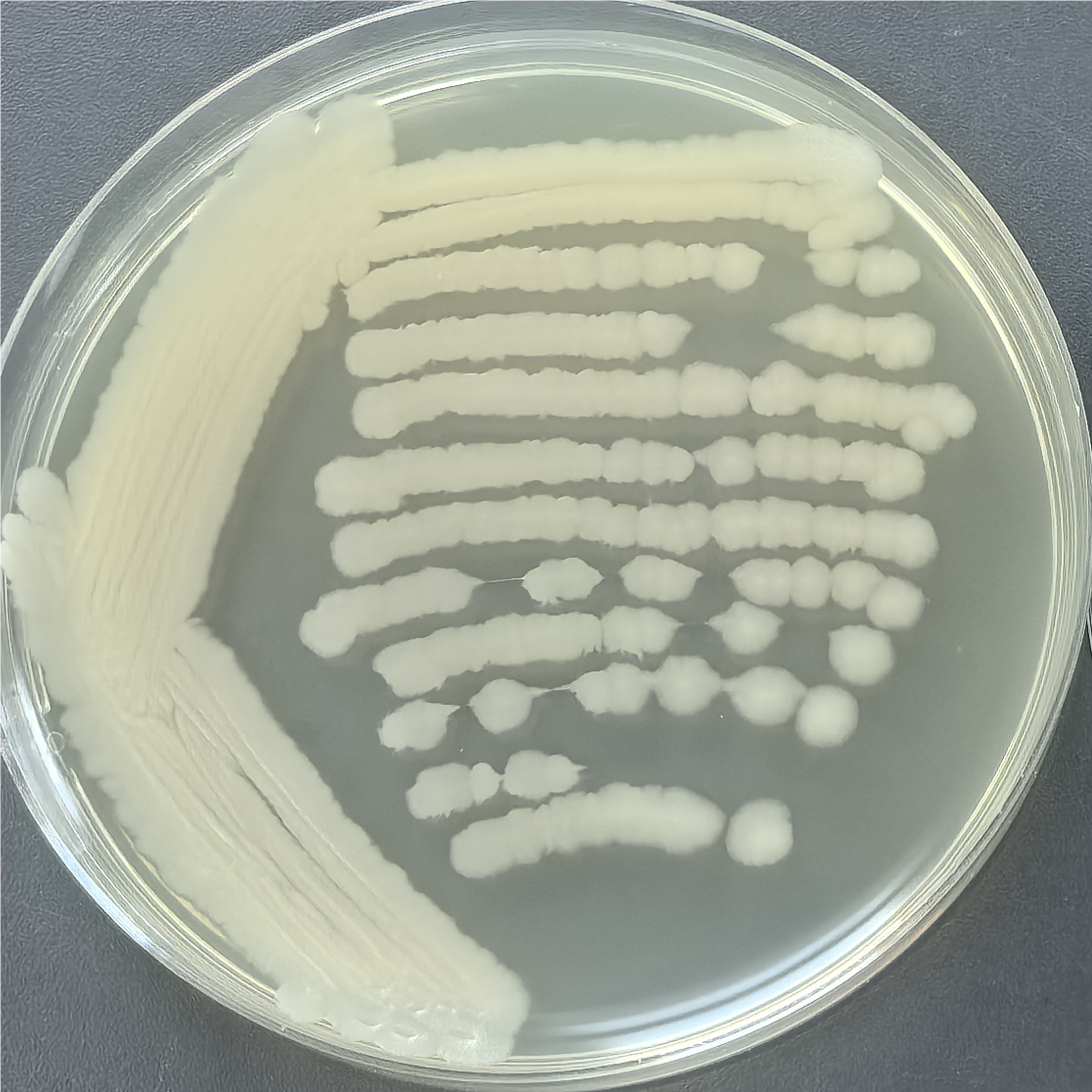 Bacillus cereus-BNCC