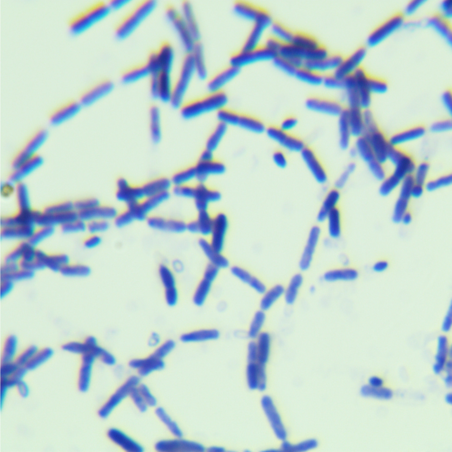 Bacillus cereus-BNCC