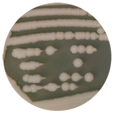 Bacillus cereus-BNCC