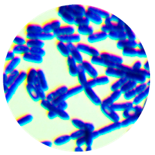 Bacillus cereus-BNCC