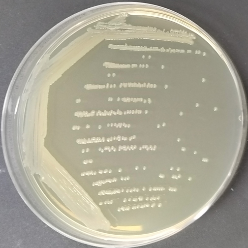 Bacillus subtilis-BNCC