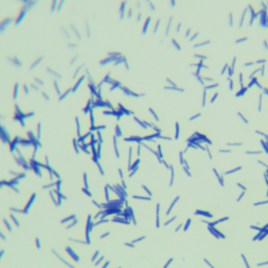 Bacillus subtilis-BNCC