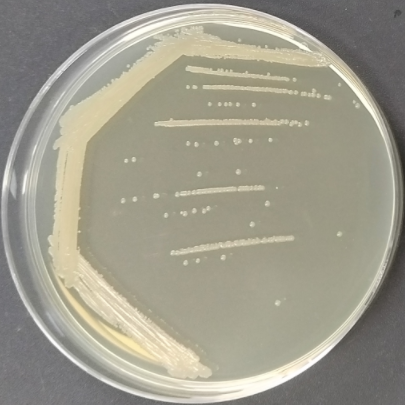 Spindle-shaped Bacillus lysine-BNCC