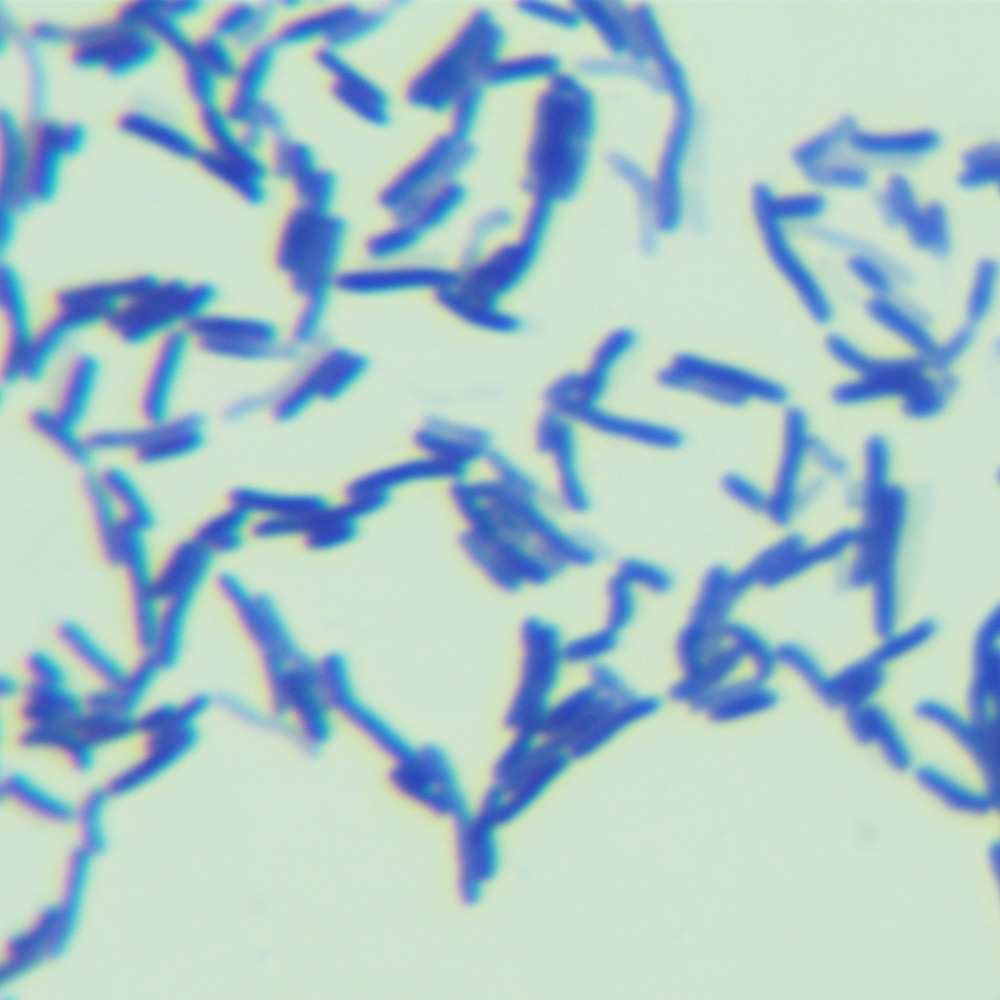 Bacillus johnsonii-BNCC