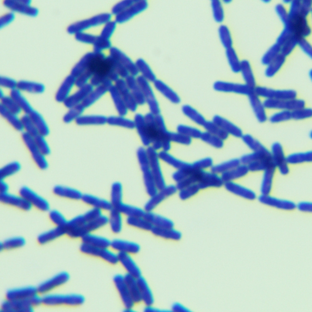 Bacillus subtilis-BNCC