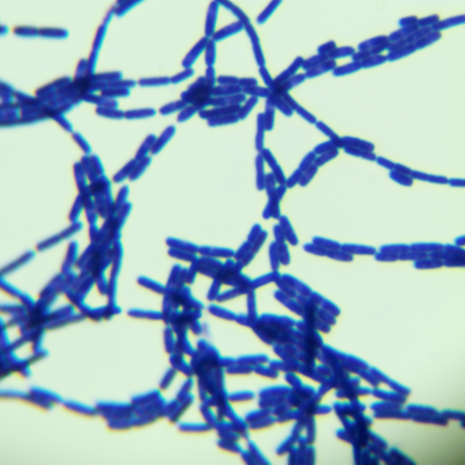 Bacillus subtilis-BNCC