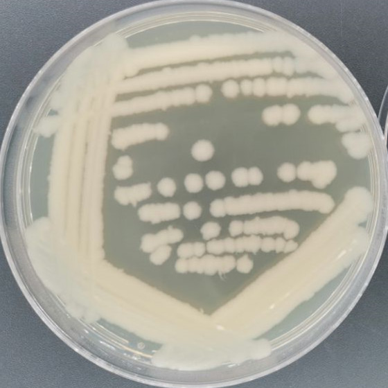 Bacillus subtilis-BNCC