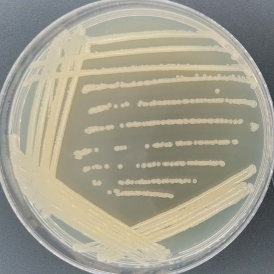 aerobic Bacillus-BNCC