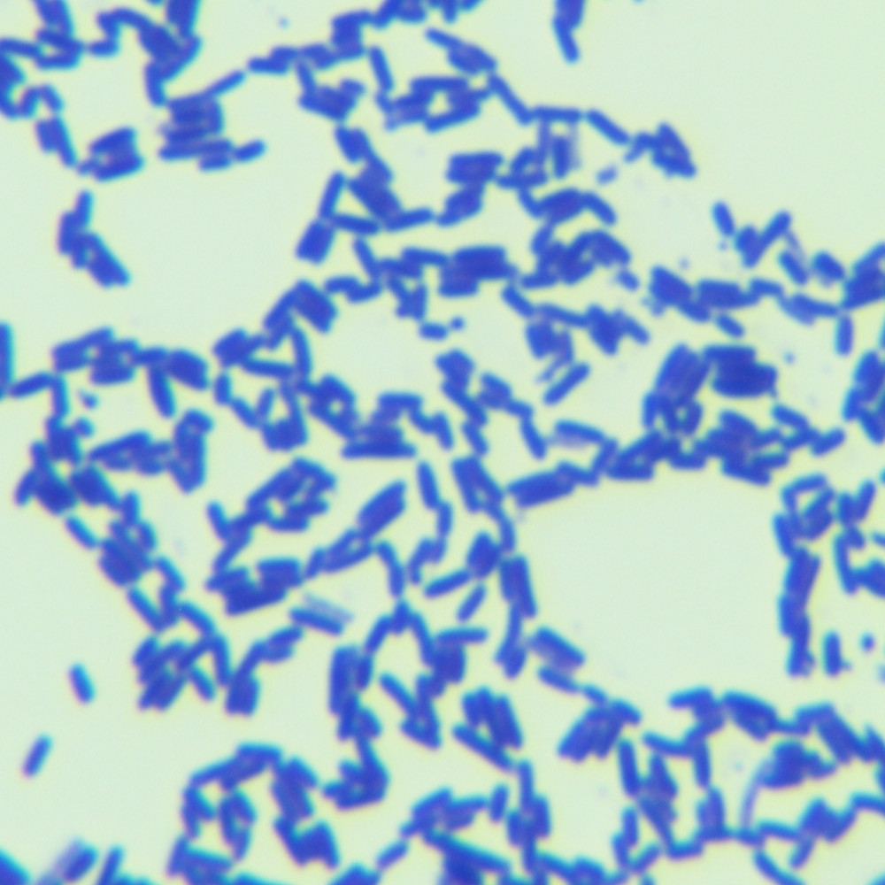 aerobic Bacillus-BNCC
