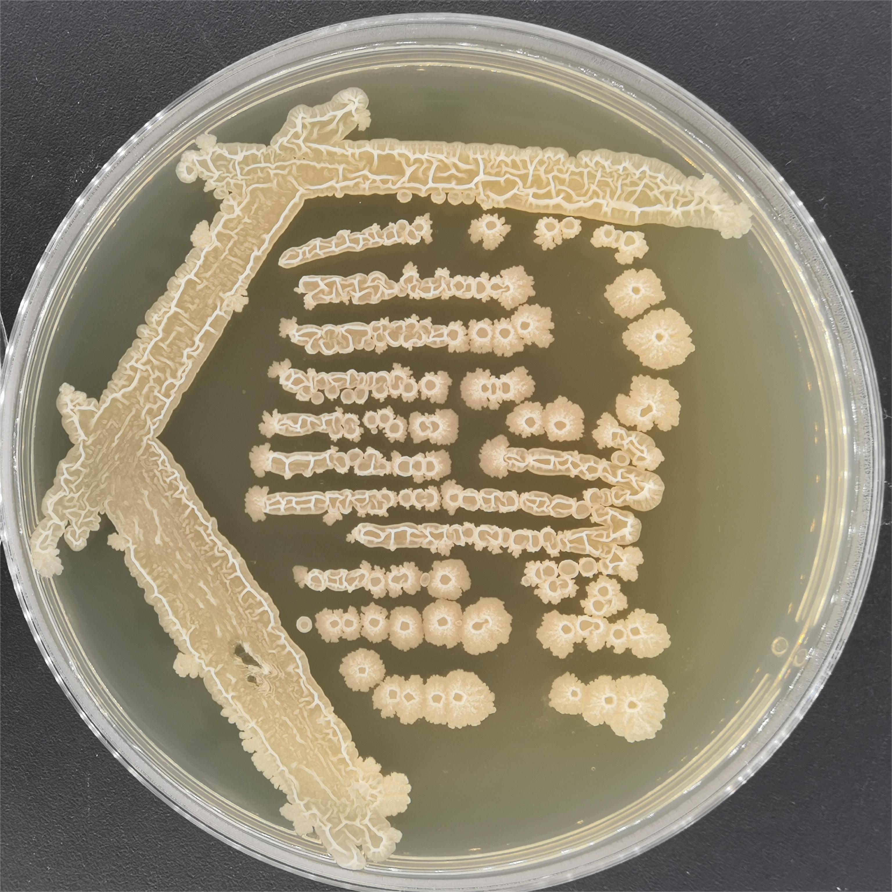 Bacillus amyloliquefaciens-BNCC