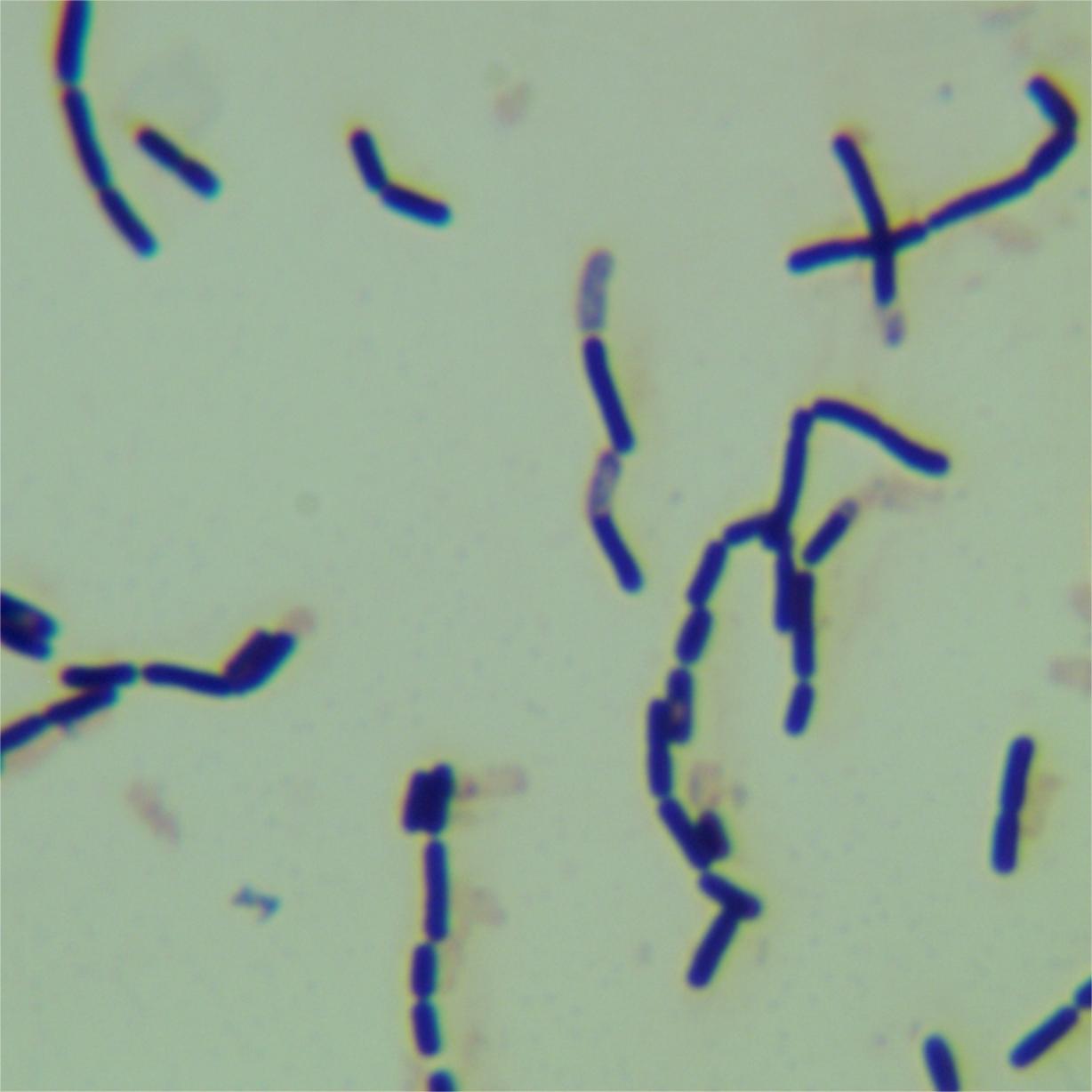 Bacillus amyloliquefaciens-BNCC