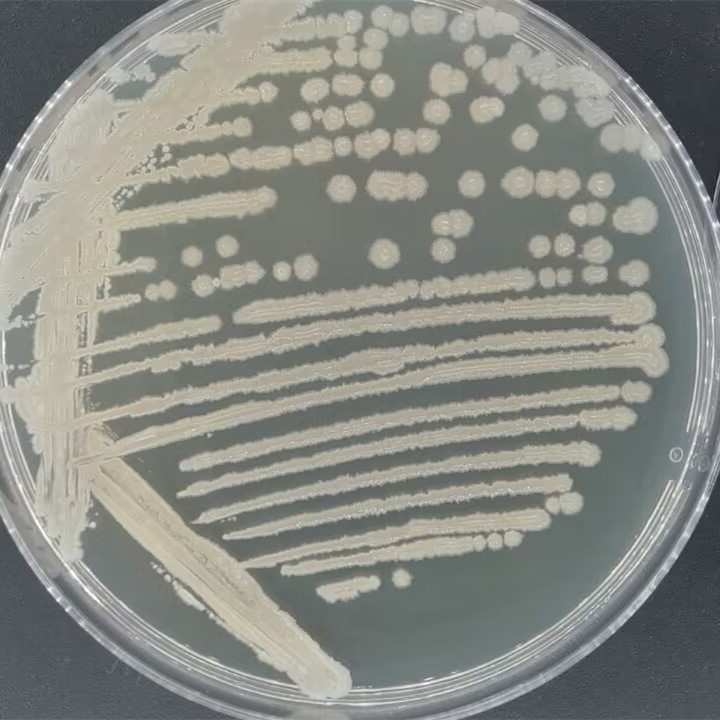 Bacillus amyloliquefaciens-BNCC