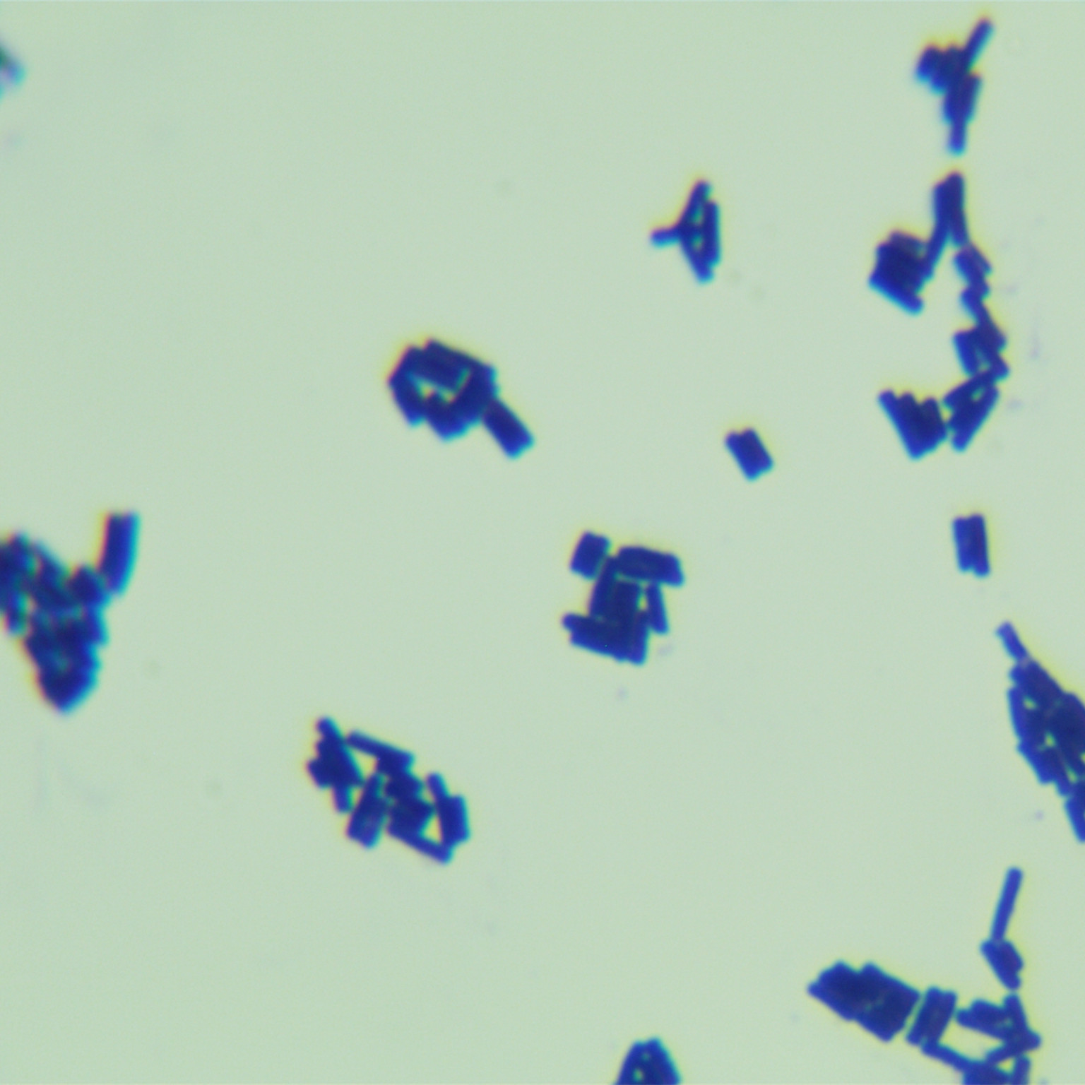 Bacillus amyloliquefaciens-BNCC