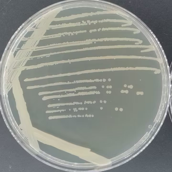 Bacillus subtilis-BNCC