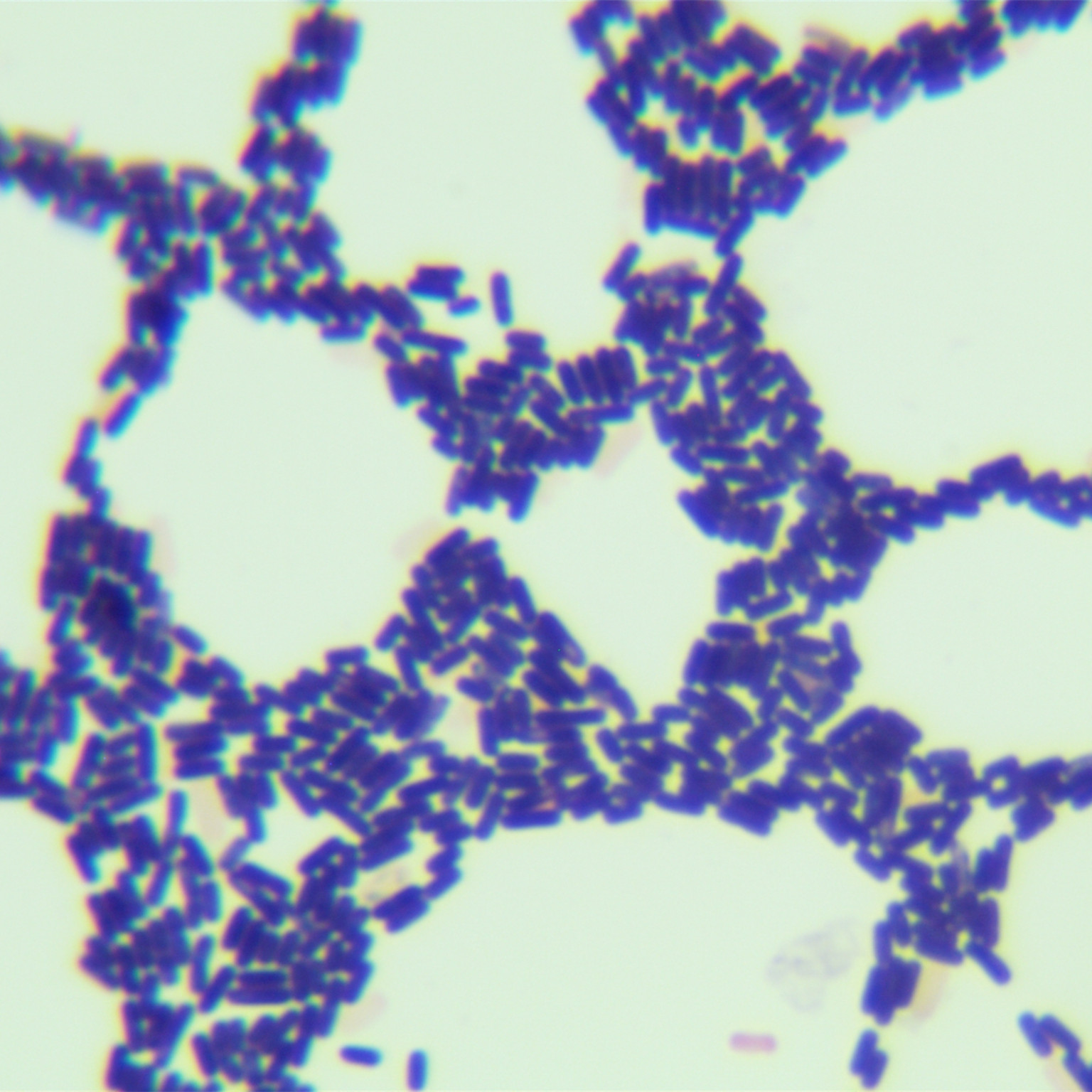 Bacillus subtilis-BNCC