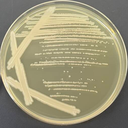 Bacillus subtilis-BNCC