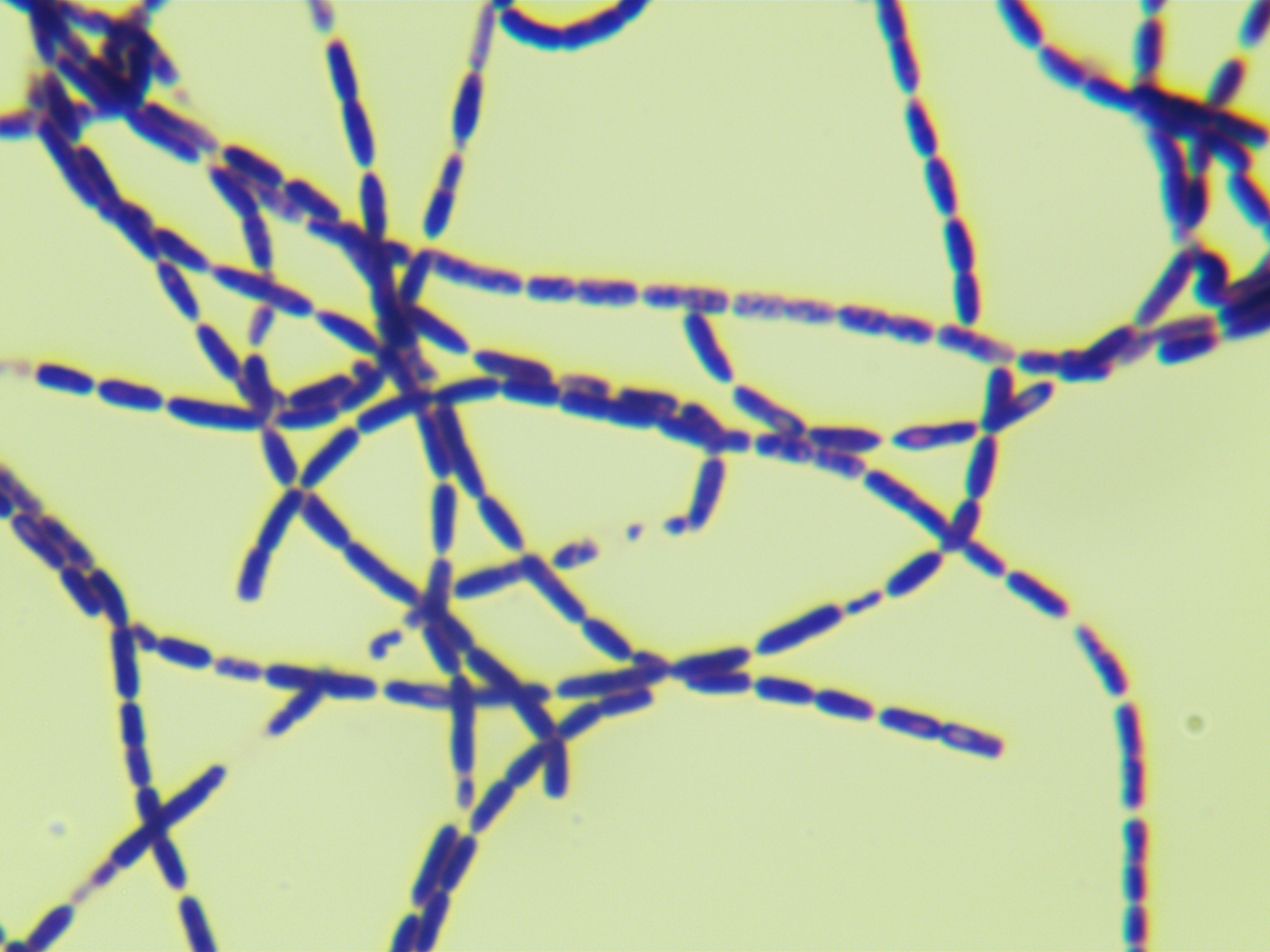 Bacillus subtilis-BNCC
