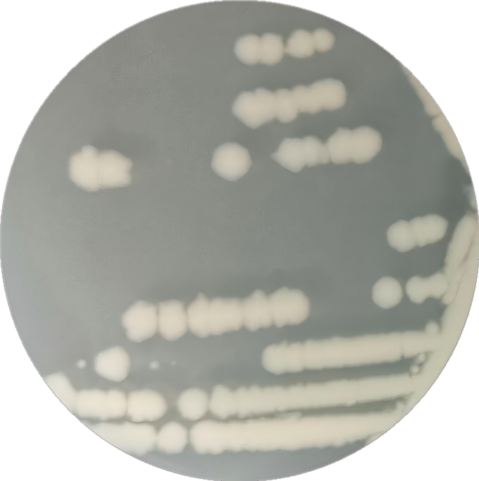 Bacillus thuringiensis-BNCC