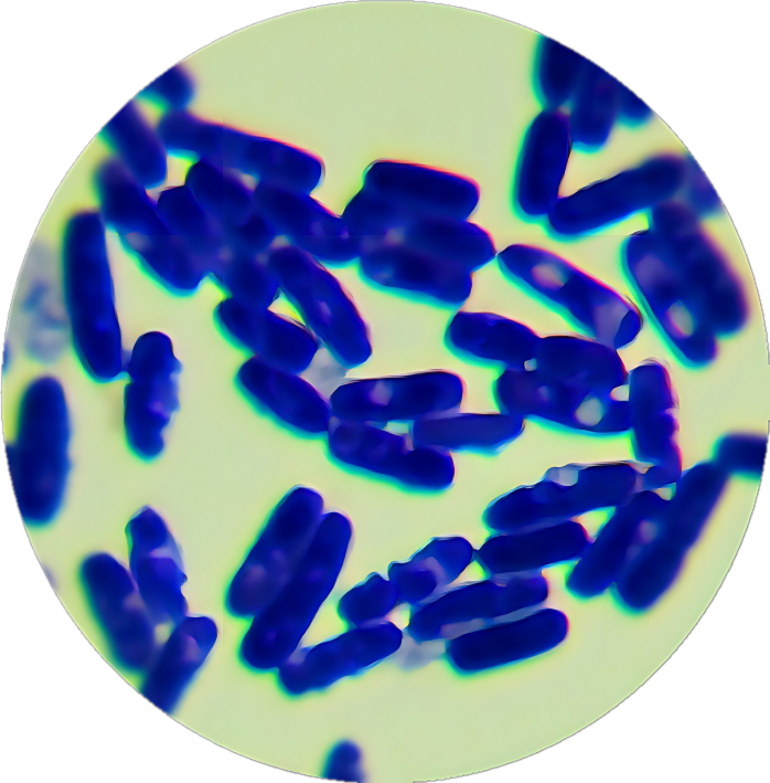 Bacillus thuringiensis-BNCC
