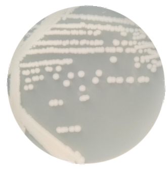 Bacillus subtilis subsp. kenya-BNCC