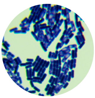 Bacillus subtilis subsp. kenya-BNCC