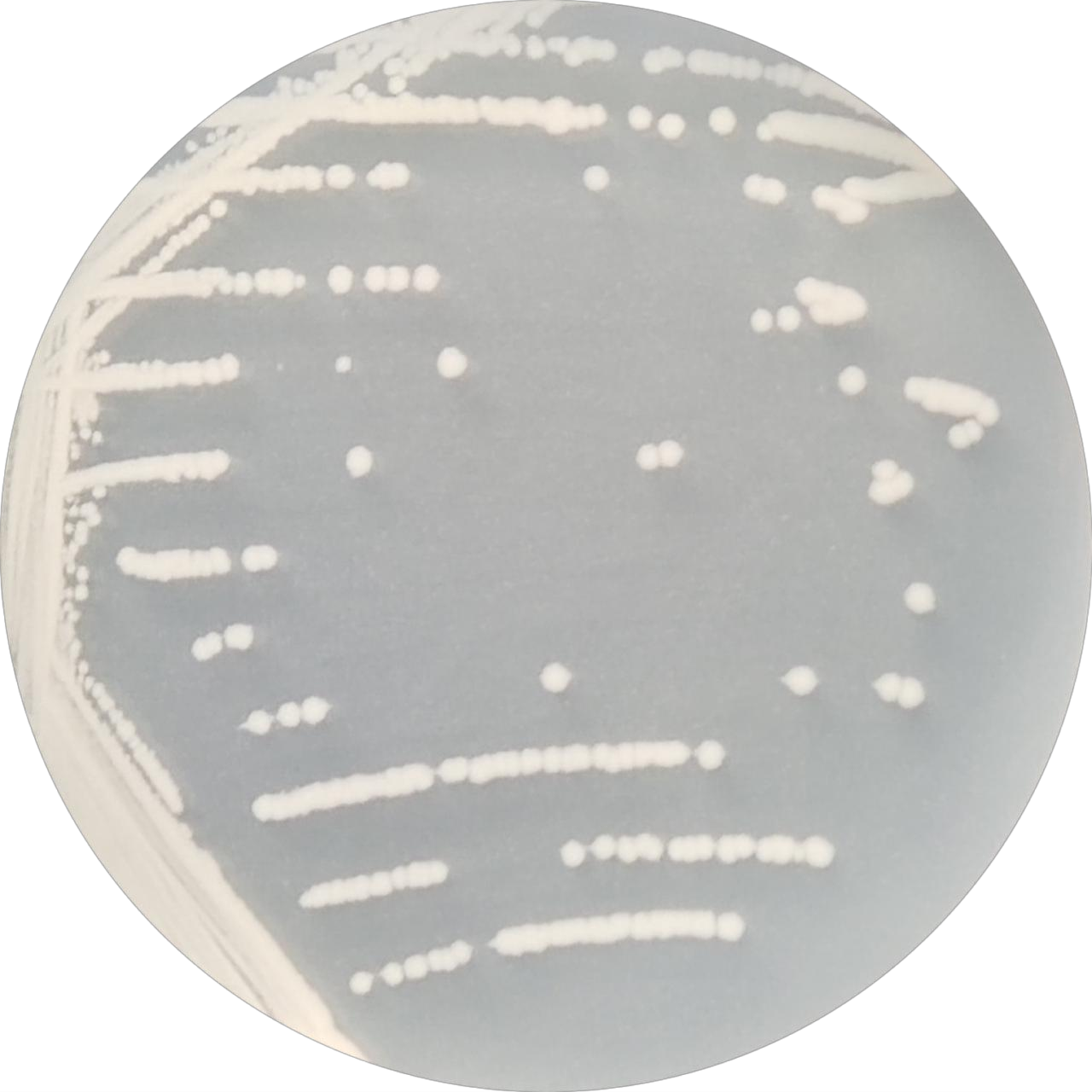 Bacillus subtilis subsp. subtilis-BNCC