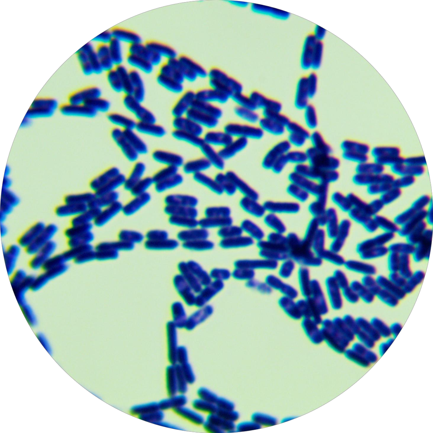 Bacillus subtilis subsp. subtilis-BNCC