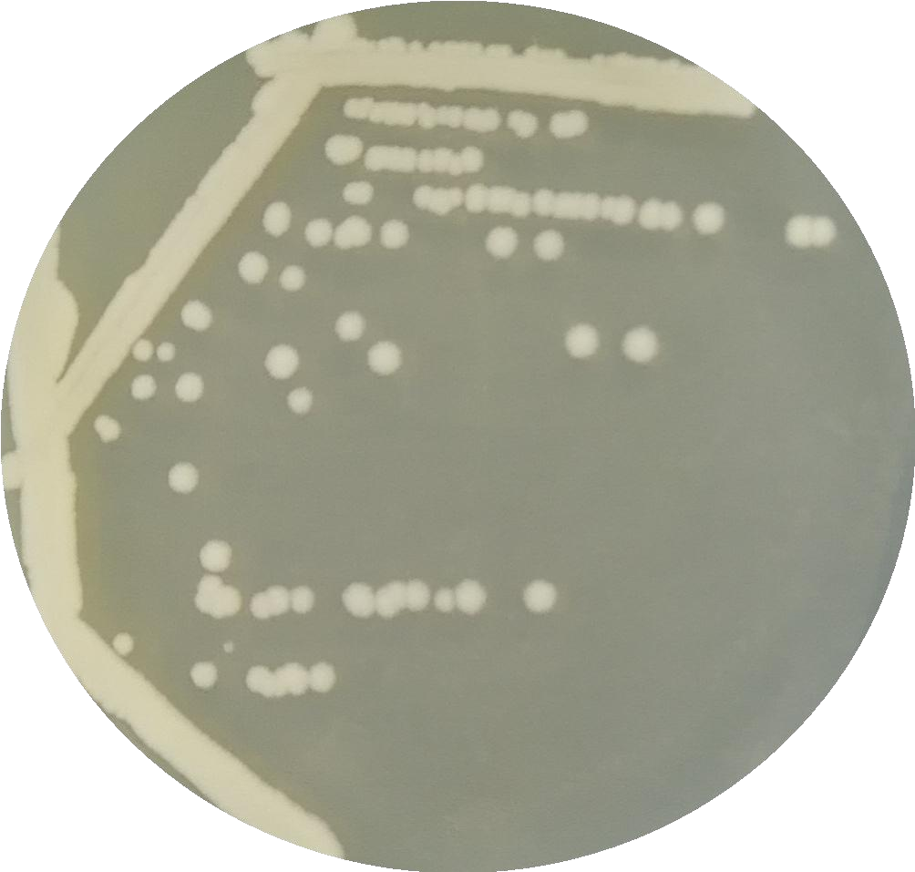 Bacillus thuringiensis-BNCC