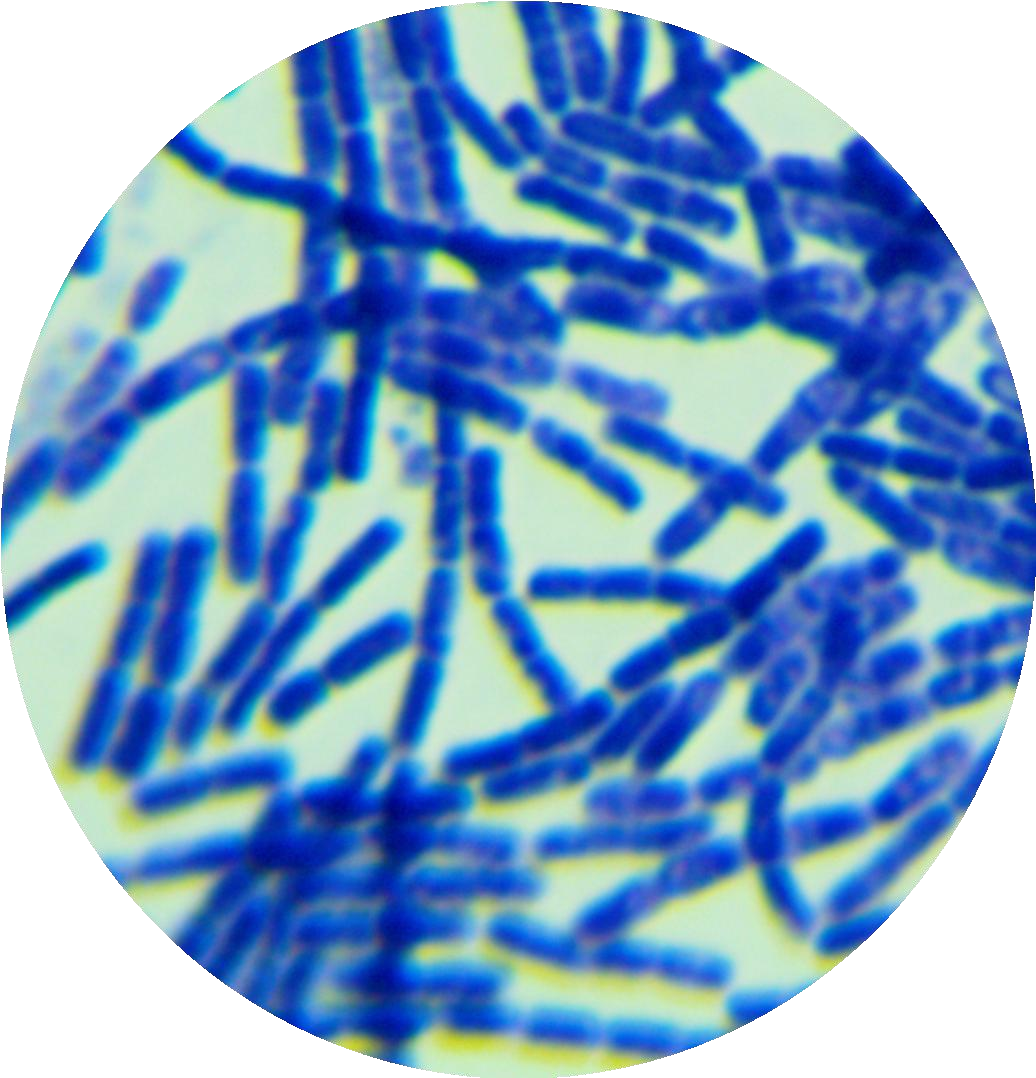 Bacillus thuringiensis-BNCC