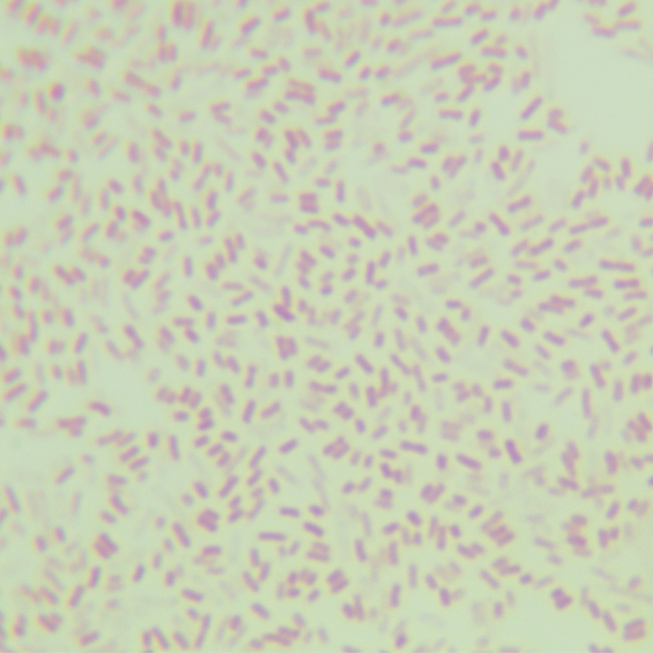 Escherichia coli-BNCC