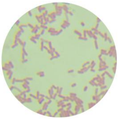 Escherichia coli-BNCC