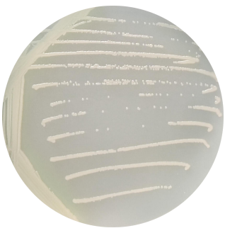 Pseudomonas aeruginosa-BNCC