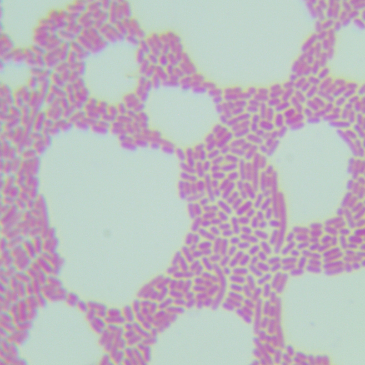 Pseudomonas aeruginosa-BNCC