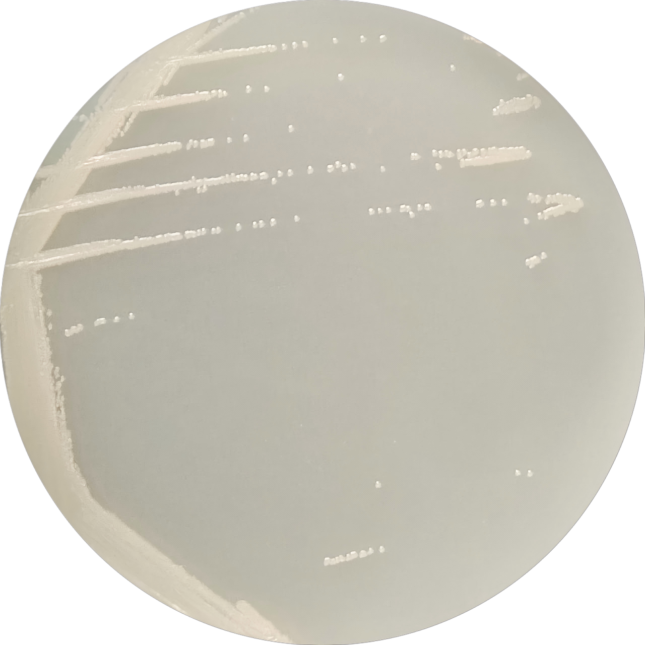 Pseudomonas aeruginosa-BNCC