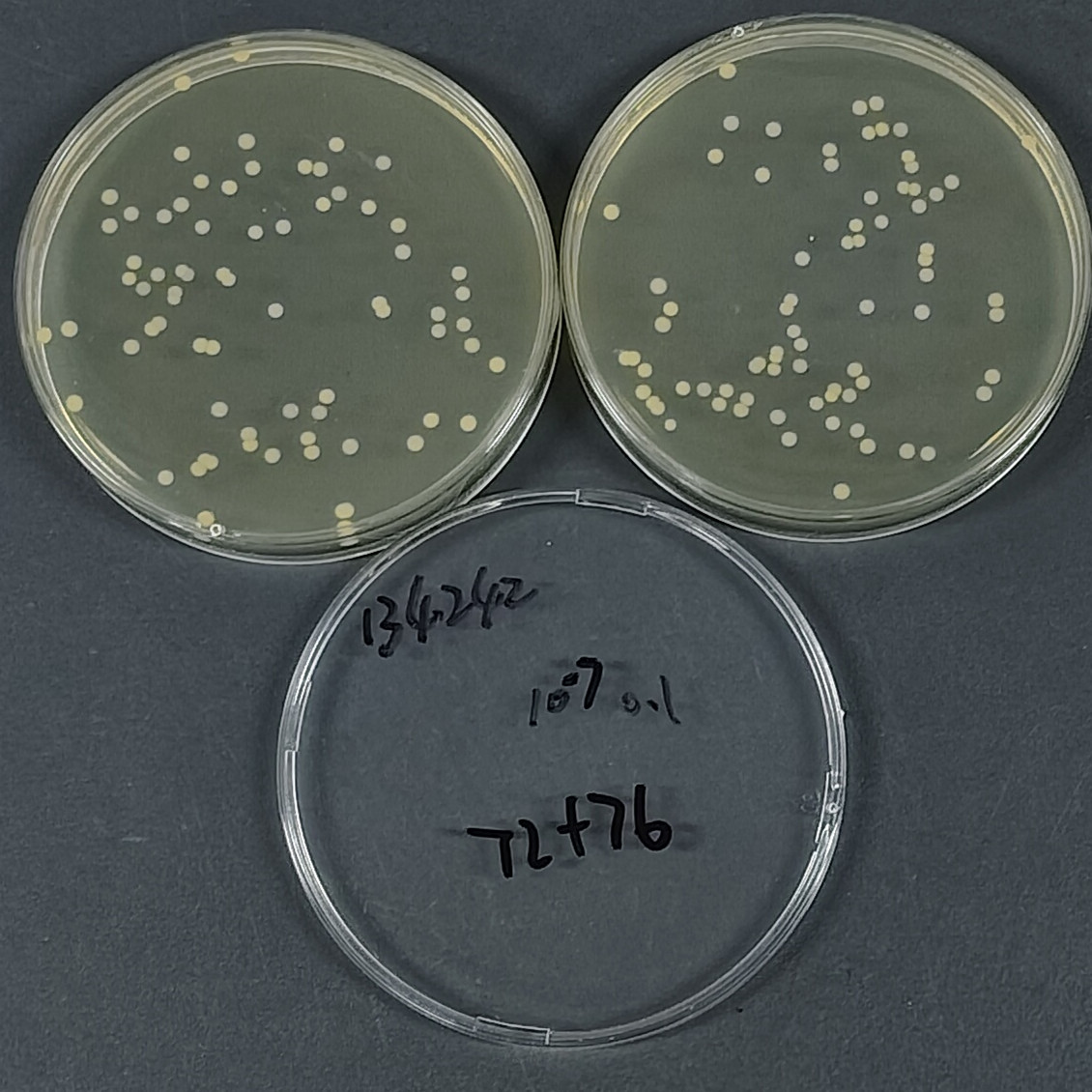 Staphylococcus aureus subspecies aureus-BNCC