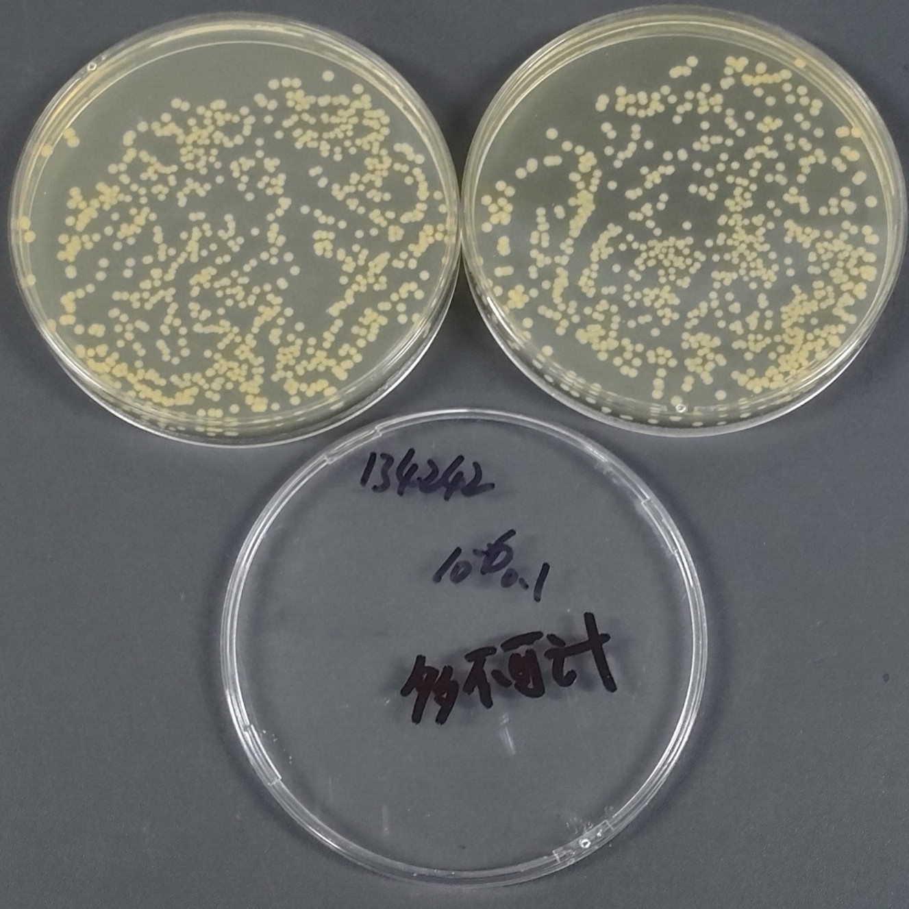 Staphylococcus aureus subspecies aureus-BNCC